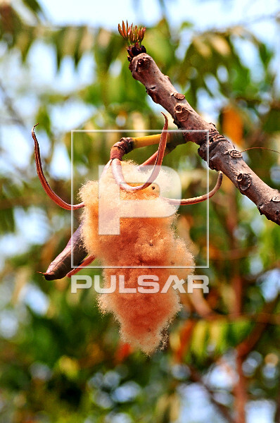 Paineira do cerrado -  Eriotheca pubescens 