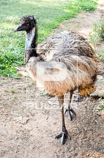 Emu