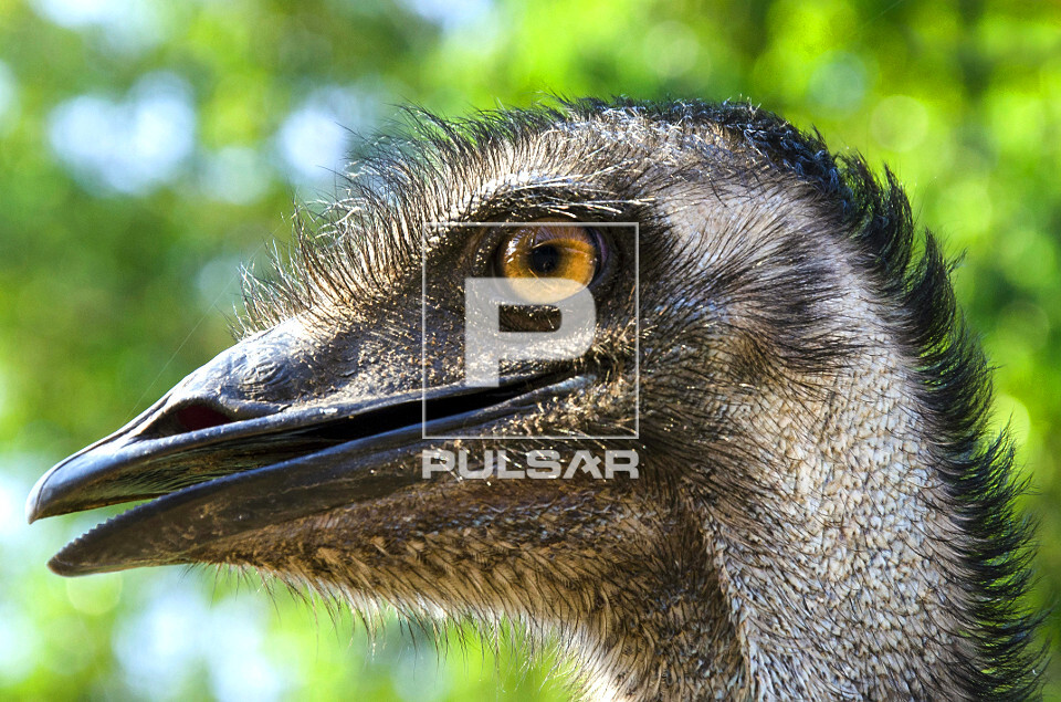 Detalhe de emu