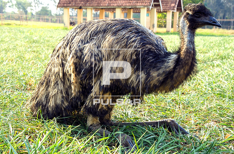 Emu