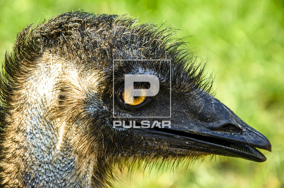 Detalhe de emu