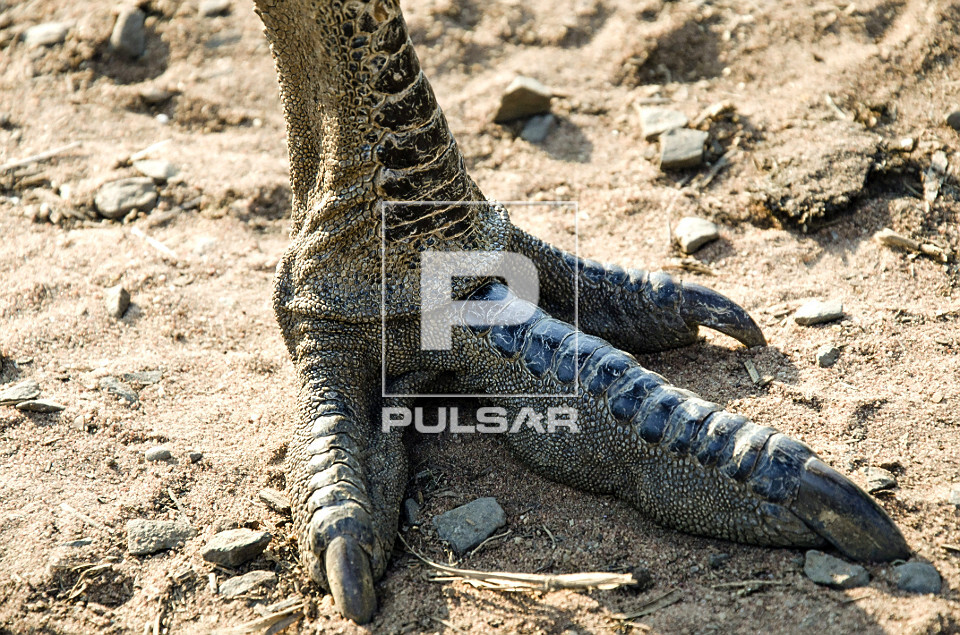 Detalhe de pata de emu