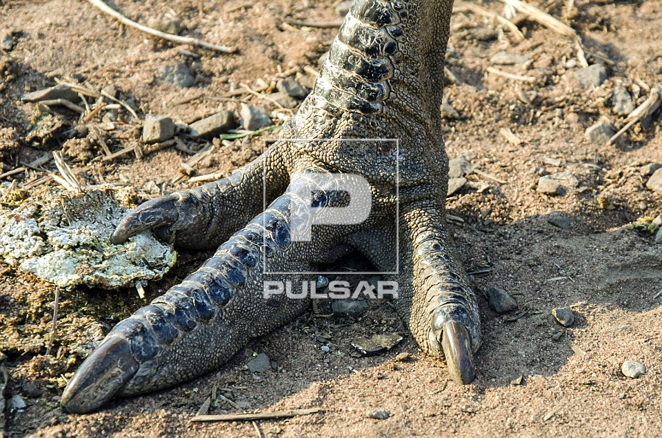 Detalhe de pata de emu