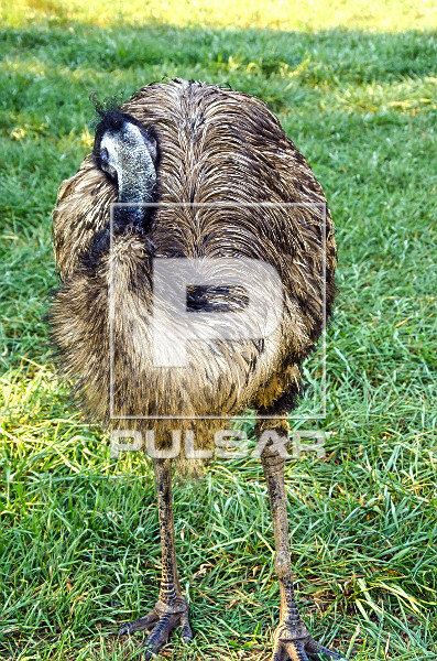 Emu