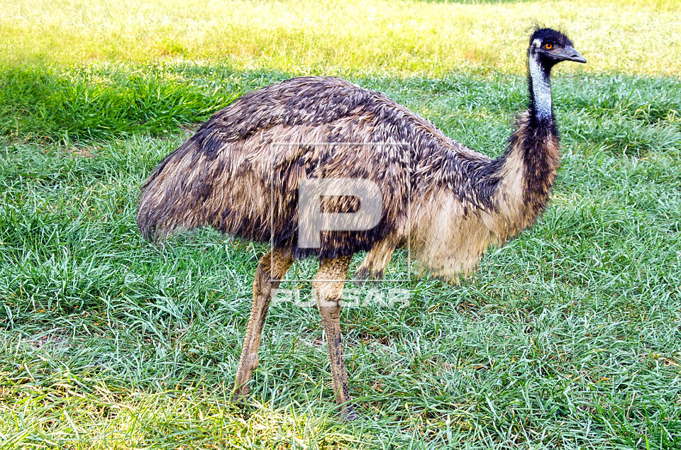 Emu