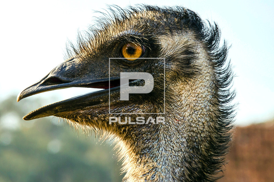 Detalhe de emu