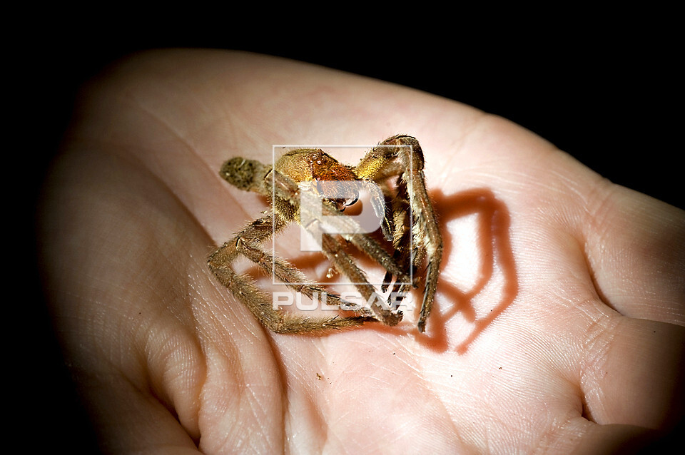 Muda de aranha - ecdise