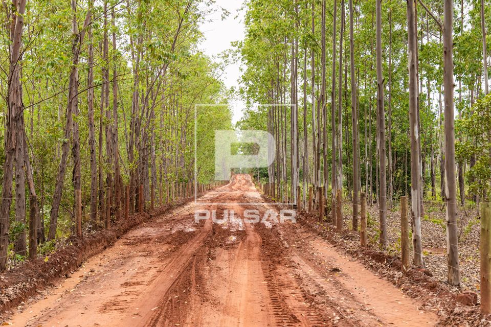 Estrada de terra e eucaliptos 