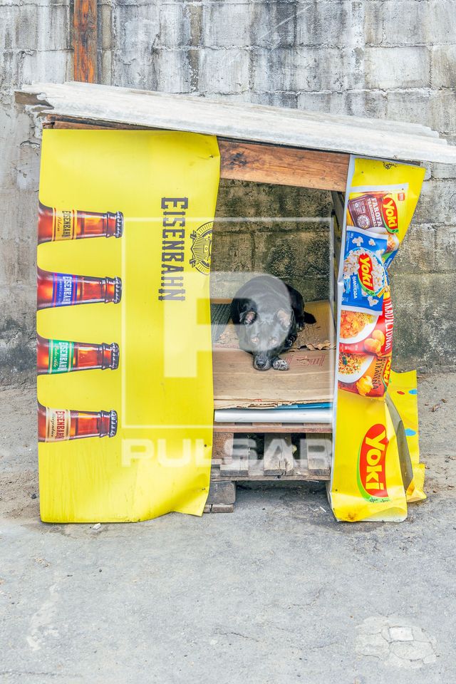 Casa de cachorro feita artesanalmente com palets de madeira