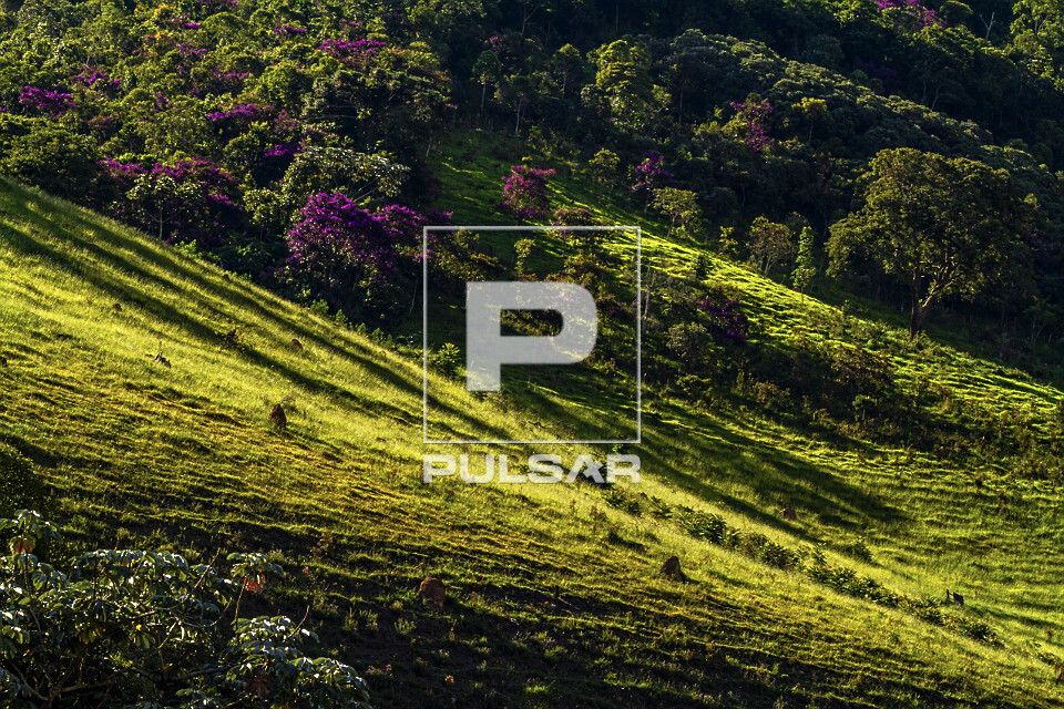 Pastagem - Parque Estadual da Serra do Papagaio