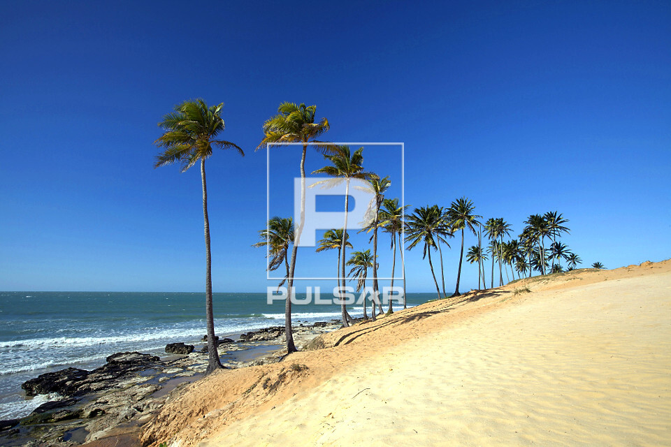 Palmeiras na Praia de Lagoinha