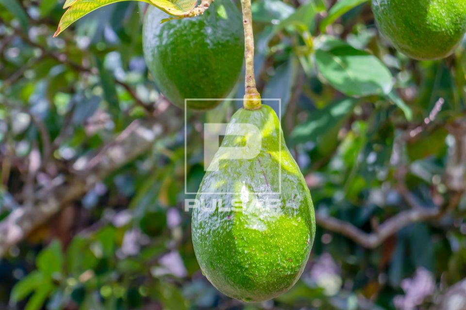 Abacateiro com frutos 