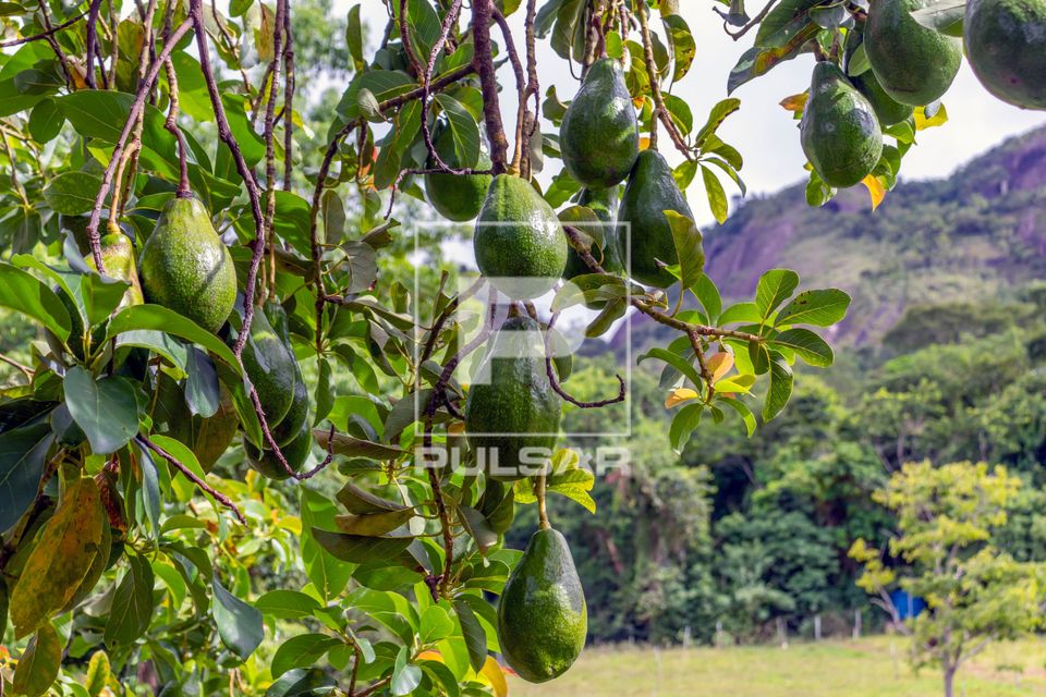 Frutos de abacateiro - abacate