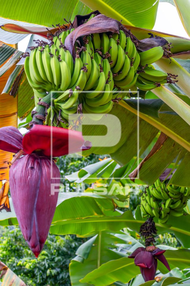 Cacho de banana na bananeira