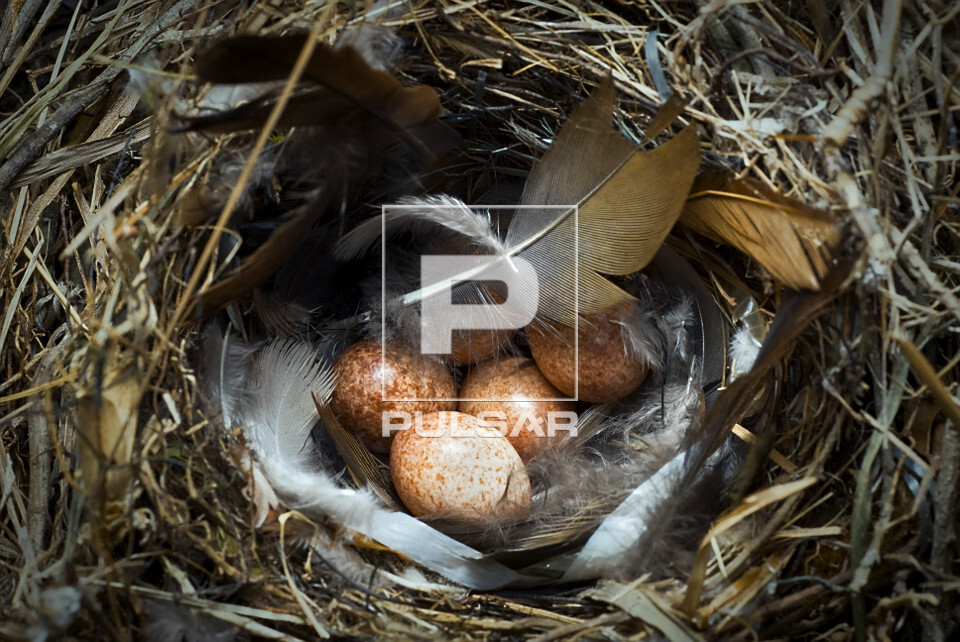 Ninho de corruíra com ovos | Pulsar Imagens | Banco imagens do Brasil, image size:960x642