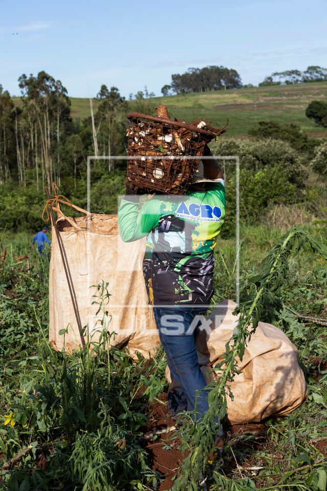Colheita de mandioca - trabalhador rural carregando cesto de mandioca para colocar em big bag