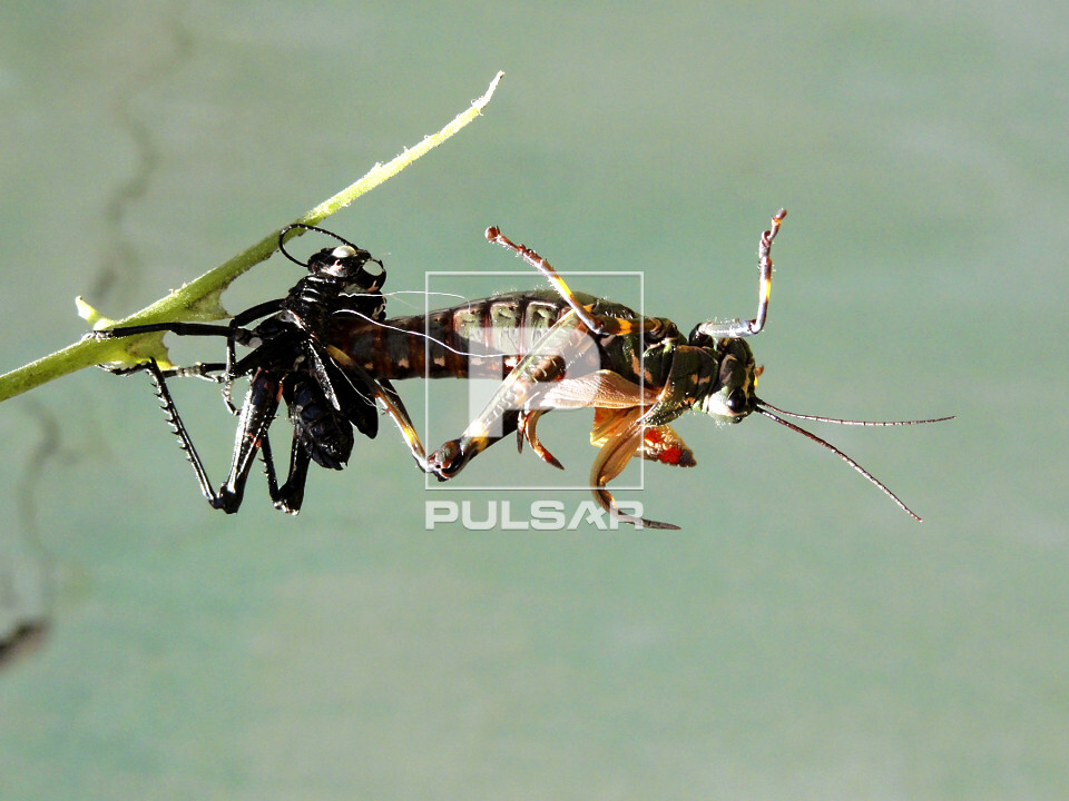 Gafanhoto - Tropidacris collaris - em processo de metamorfose - gafanhoto na fase jovem metamorfoseando para f