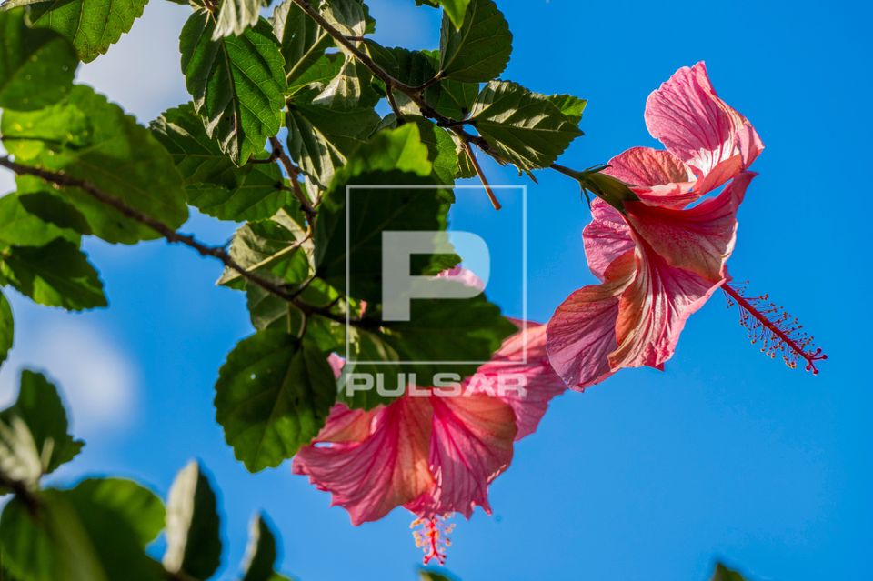 Ramo florido de hibisco rosa