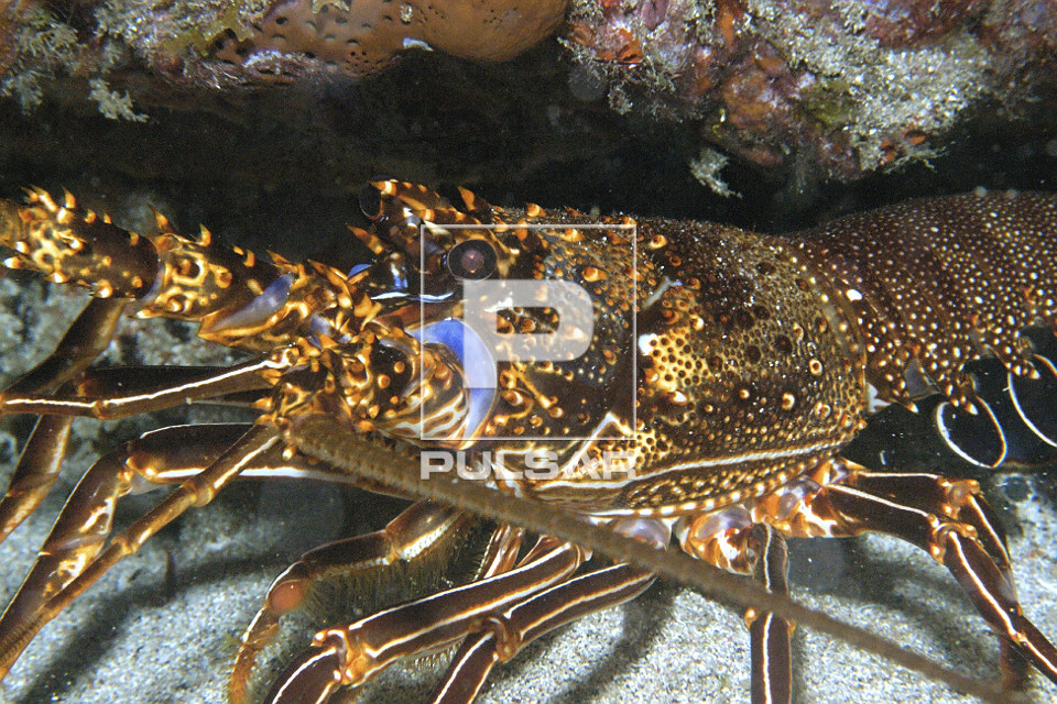 Lagosta - Panulirus sp. - Ponta da Sapata - Parque Nacional Marinho Fernando de Noronha