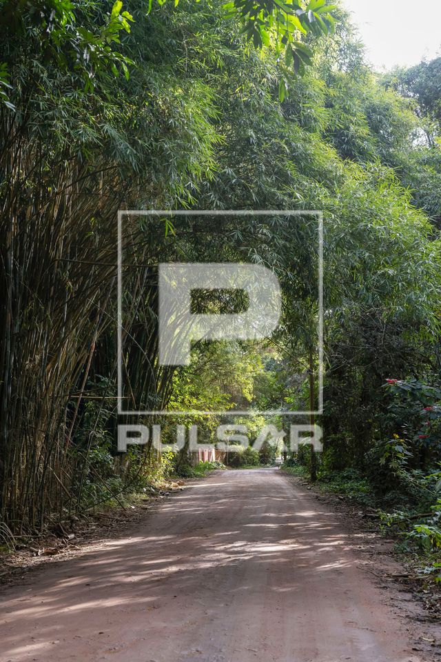 Estrada de terra ladeada por bambuzal