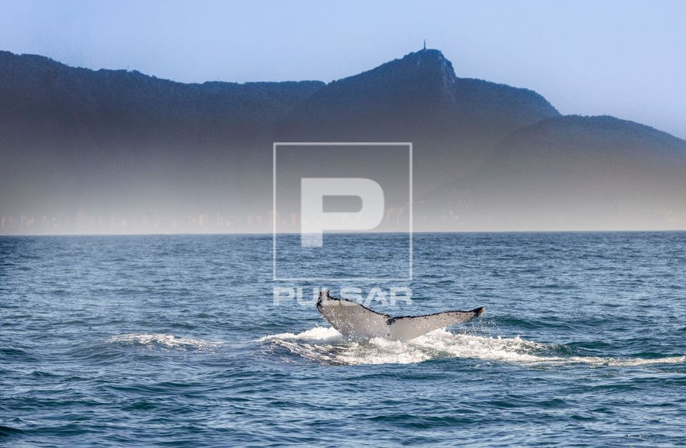 Baleia jubarte passando pelo Rio de Janeiro rumo a Abrolhos