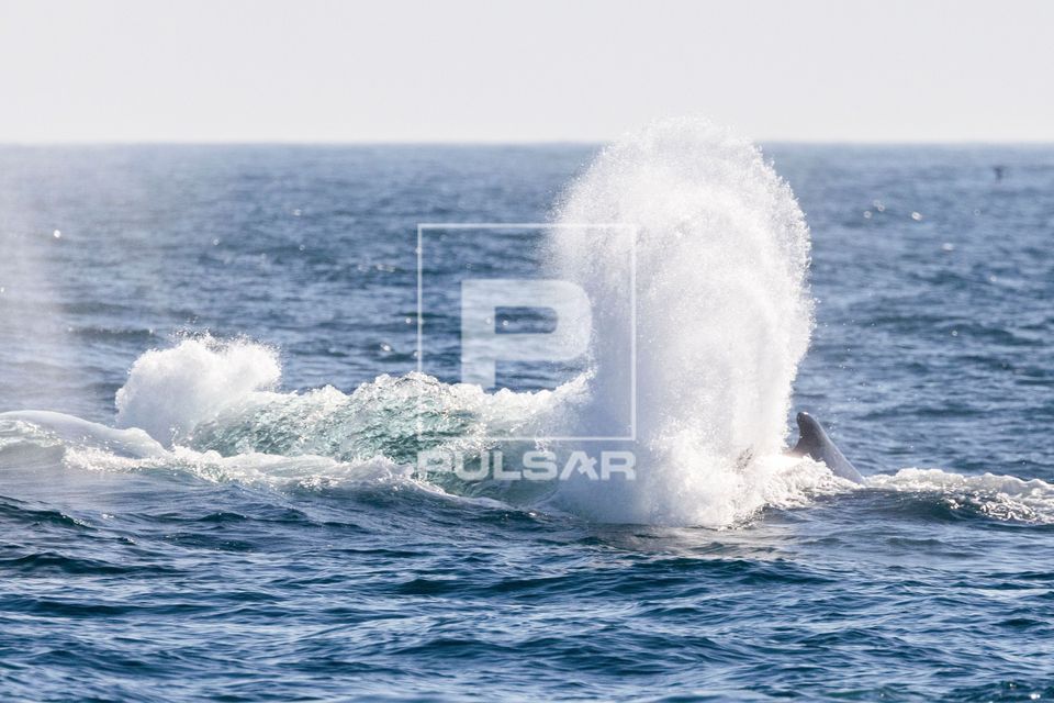 Baleia jubarte passando pelo Rio de Janeiro rumo a Abrolhos
