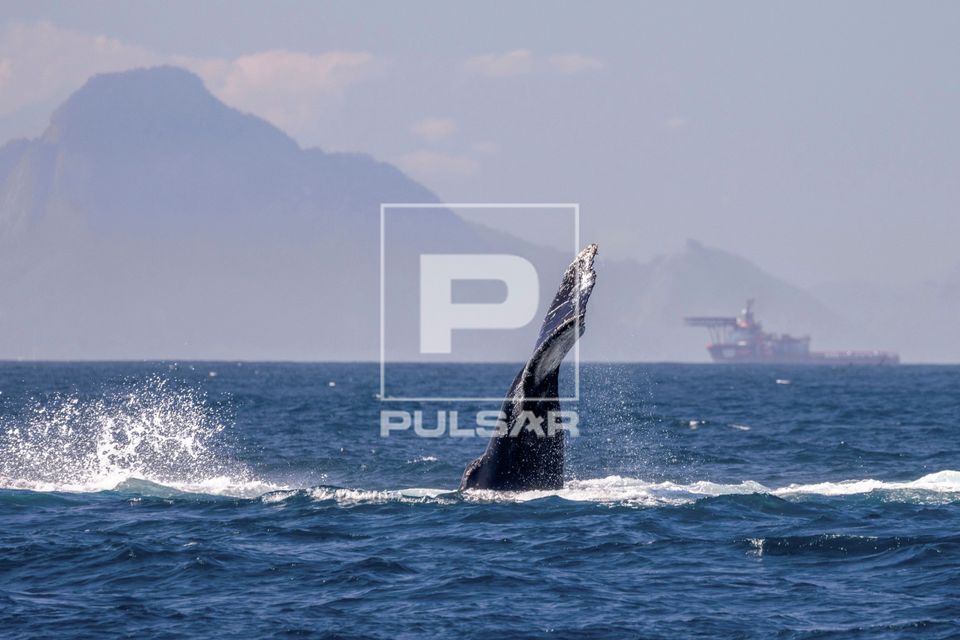 Baleia jubarte passando pelo Rio de Janeiro rumo a Abrolhos