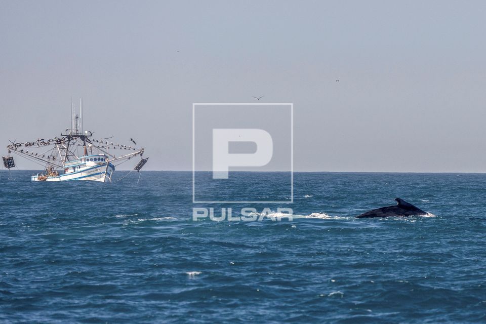 Baleia jubarte passando pelo Rio de Janeiro rumo a Abrolhos