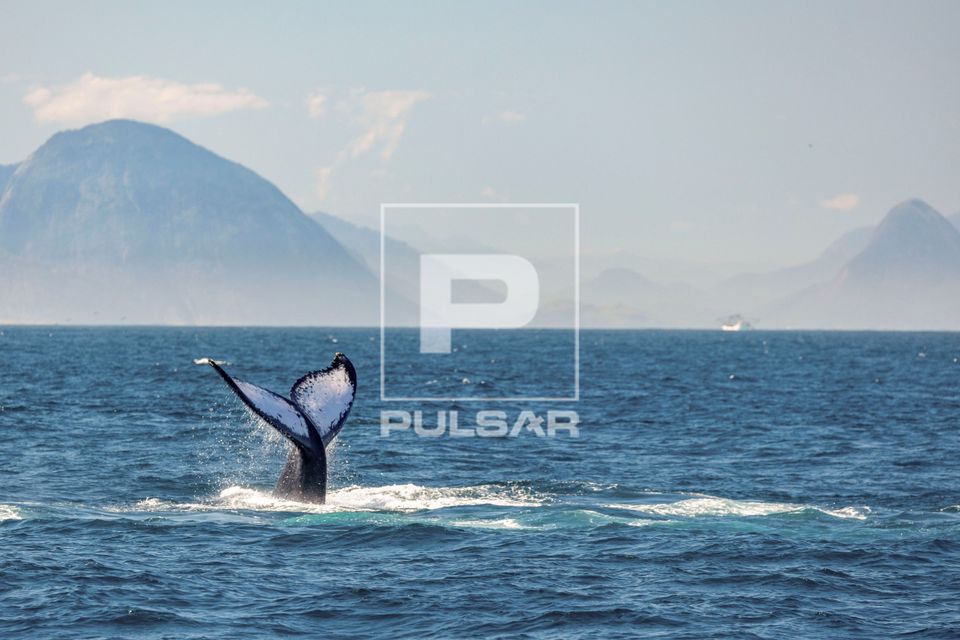 Baleia jubarte passando pelo Rio de Janeiro rumo a Abrolhos