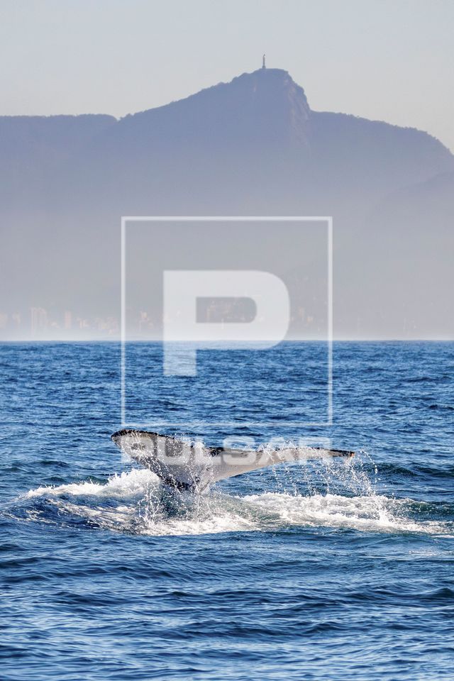 Baleia jubarte passando pelo Rio de Janeiro rumo a Abrolhos