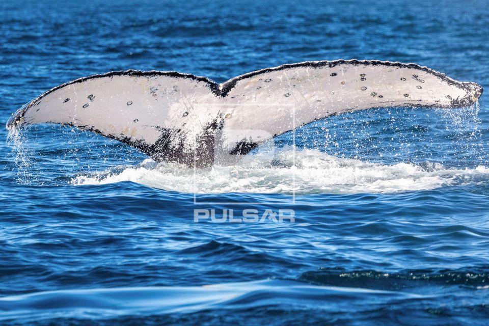Baleia jubarte passando pelo Rio de Janeiro rumo a Abrolhos