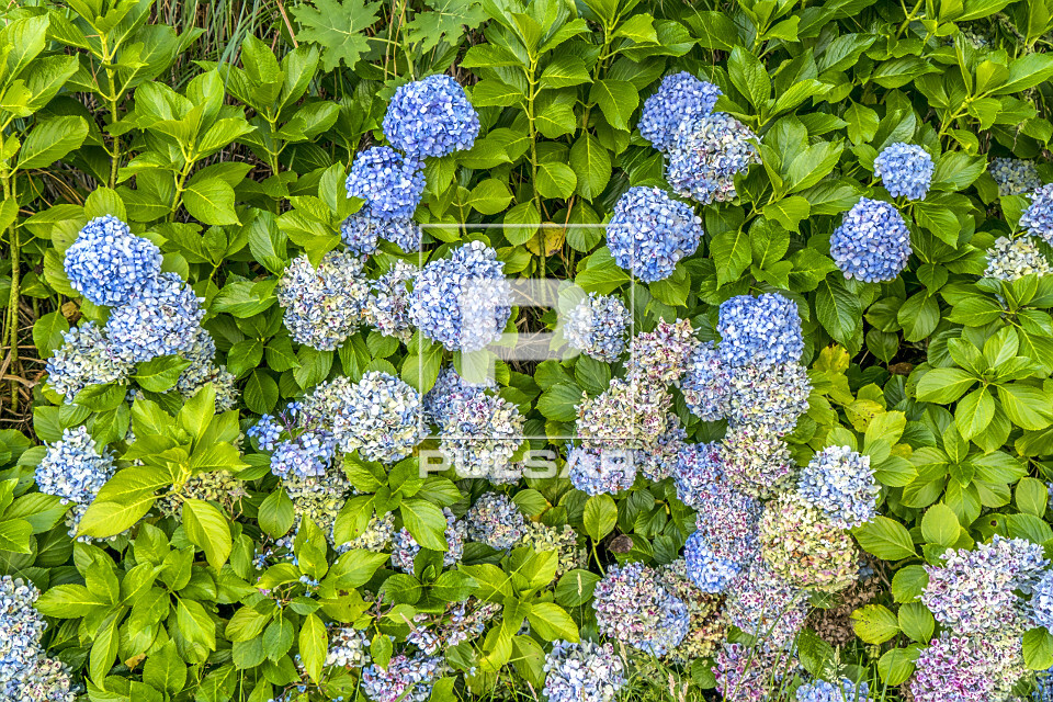 Hortênsia também denominada hidrângea , novelo-da-china e rosa-do