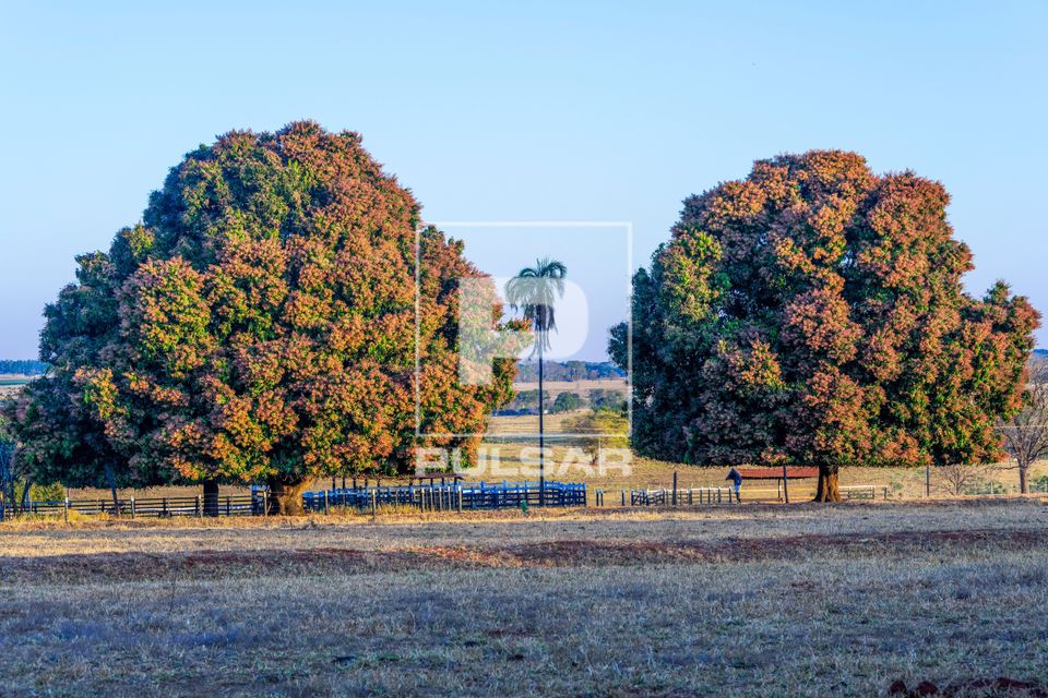 Mangueiras frondosas em quintal de propriedade rural floridas