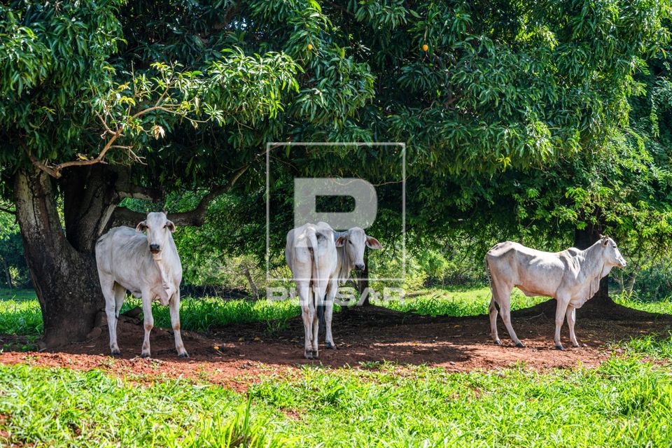 Gado na sombra de uma mangueira em pastagem