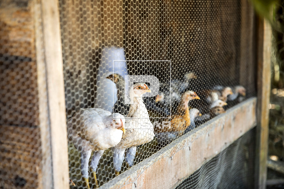 Frangos caipira sendo criado em viveiro - 