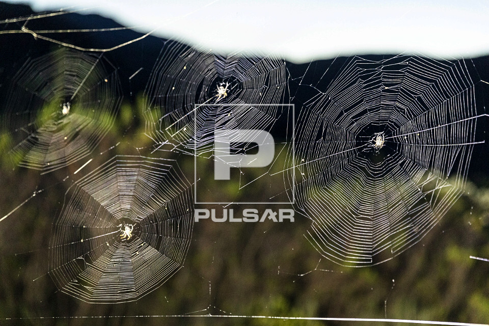 Agrupamento de teias de aranha no Parque Nacional da Chapada Diamantina
