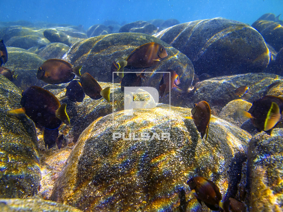 Peixes entre recife de corais no Parque Nacional Marinho dos Abrolhos - 