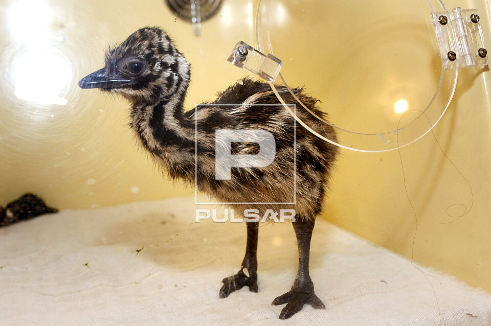 Filhote de Emu em incubadora - Dromaius novaehollandiae 