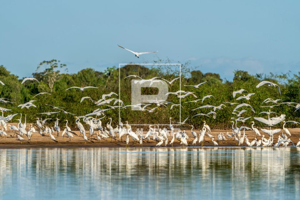 Bando de garças no Rio Javaezinho - Parque Estadual do Cantão