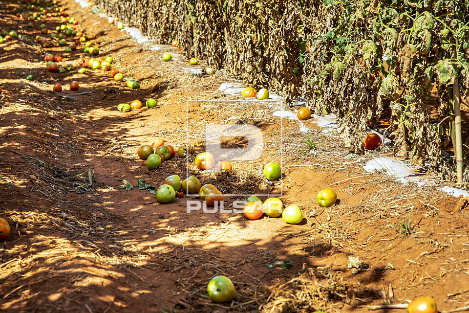 Perda de tomates devido ao ataque de pragas - broca e bicho mineiro - 