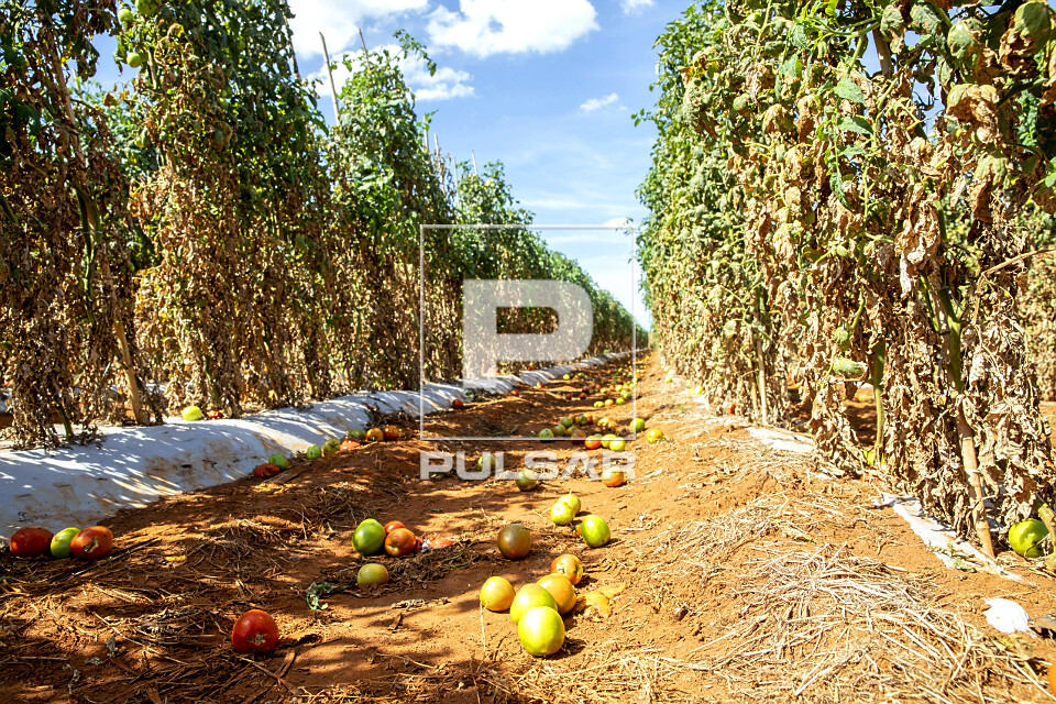 Perda de tomates devido ao ataque de pragas - broca e bicho mineiro - 