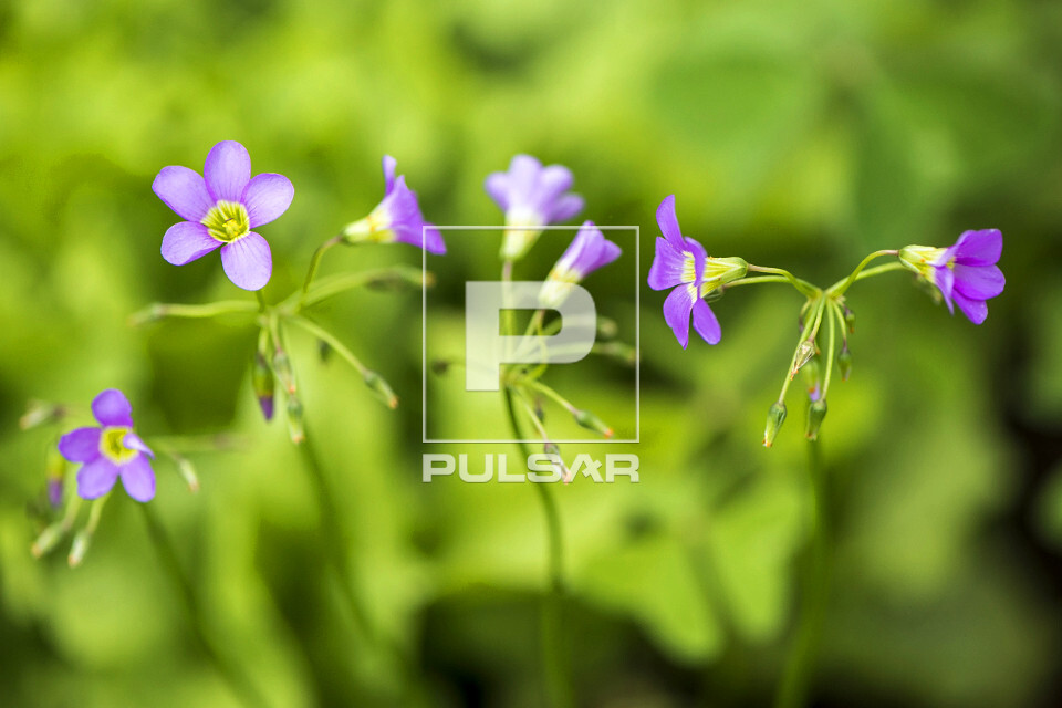 Flores de azedinha ou trevo - erva ruderal - cresce espontaneamente ao redor de moradias ou terrenos baldios