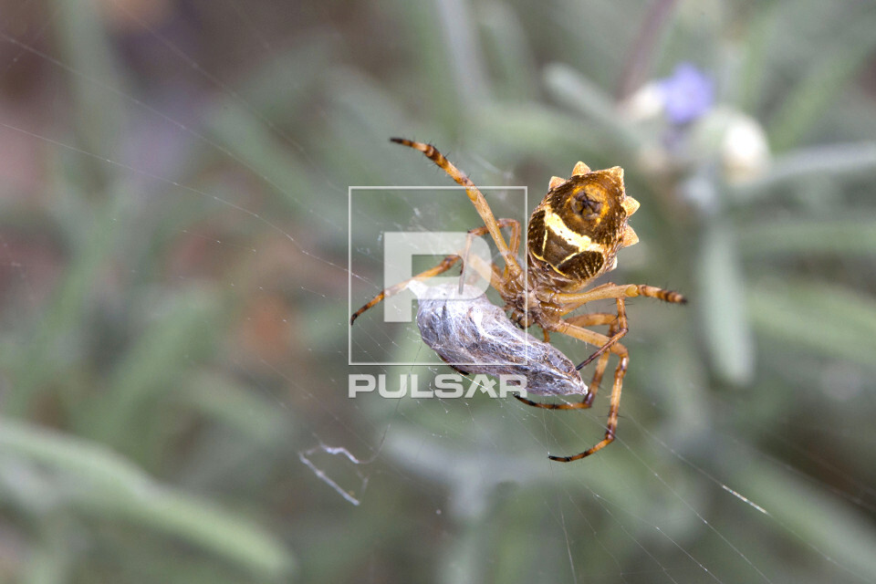 Aranha-de-prata enrolando presa em seda  - 