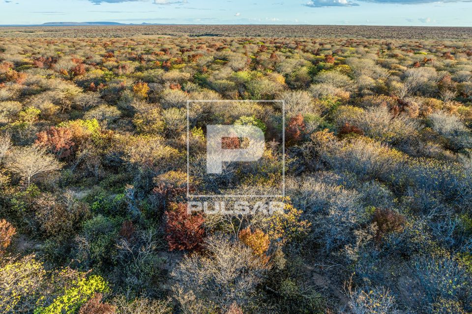 Vista de drone da mata de caatinga secando no fim do outono - Parque Nacional da Serra da Capivara