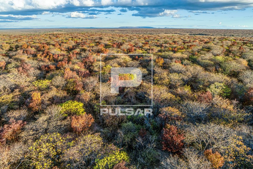 Vista de drone da mata de caatinga secando no fim do outono - Parque Nacional da Serra da Capivara