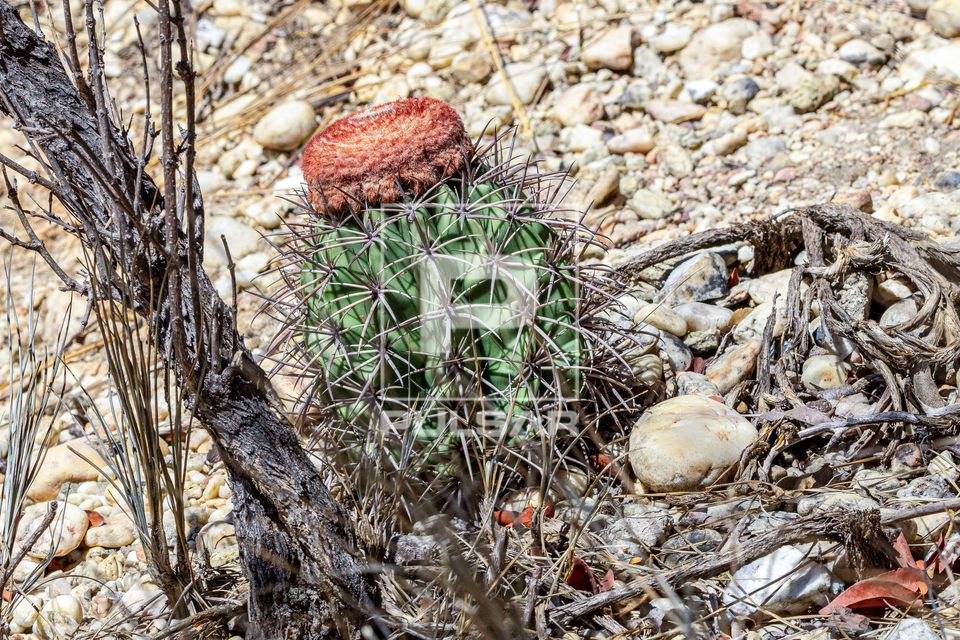 Cacto Coroa-de-frade no Parque Nacional da Serra da Capivara