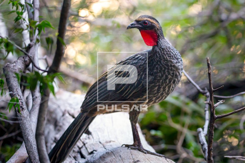 Jacupemba no Parque Nacional da Serra da Capivara