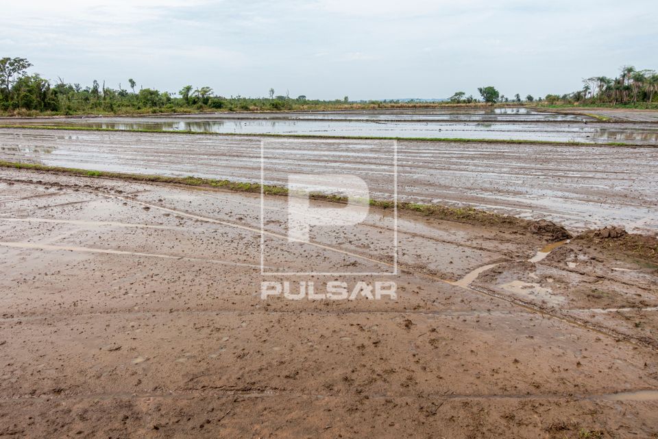 Área preparada para plantio de arroz irrigado - APA das Ilhas e Várzeas do Rio Paraná - Pantanal Paranaense