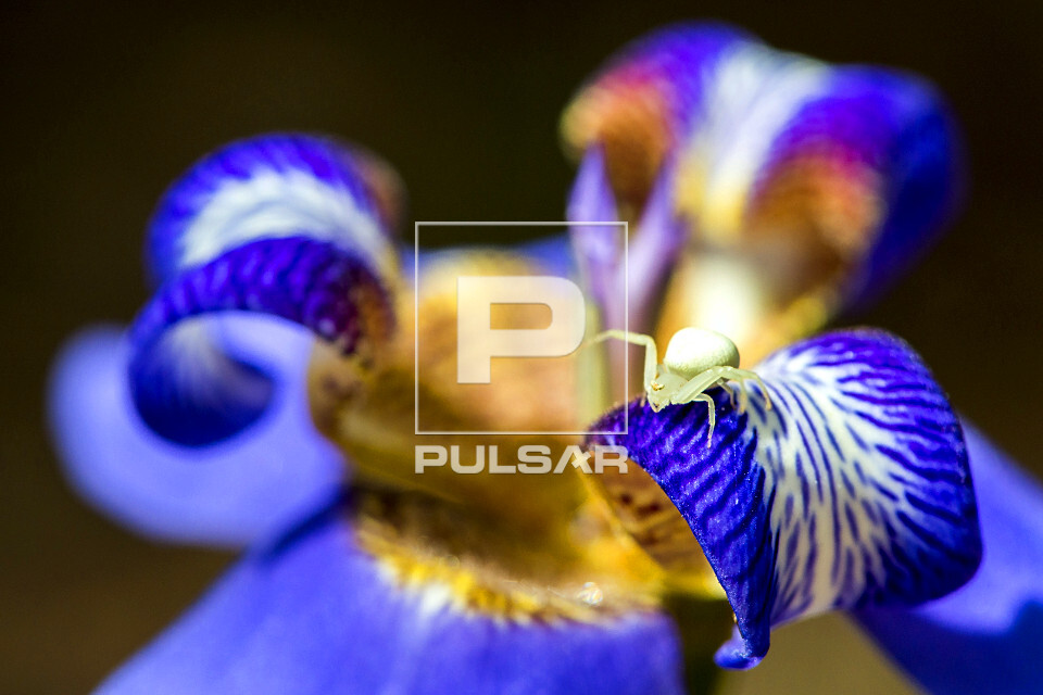 Aranha-caranguejo-das-flores sobre flor - 