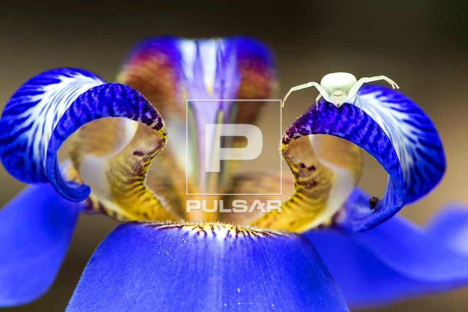 Aranha-caranguejo-das-flores sobre flor - 